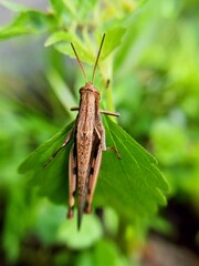 grasshopper on leaf