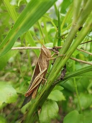 grasshopper on leaf