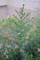 A narrowleaf aster plant blooms with white buds and green leaves.