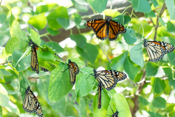 several monarch butterflies on tree leaves during migration