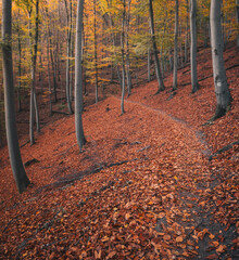Autumn Forest Path Covered with Colorful Fall Foliage