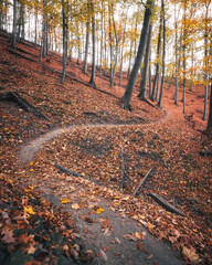 Autumn Forest Path Covered with Colorful Fall Foliage