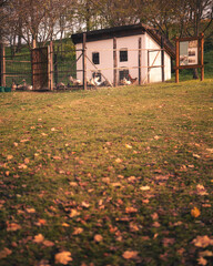 Chickens and Geese in Rural Farmyard Coop