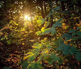 Autumn Park Pathway at Sunset in Budapest, Hungary