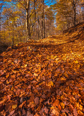 Autumn Forest Path Covered with Colorful Fall Foliage