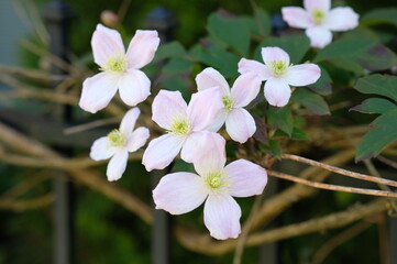 Clematis