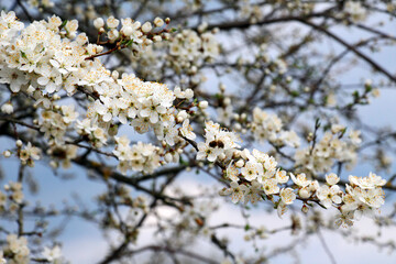 Cherry plum (Prunus cerasifera, Prunus divaricata) blooms in the garden in spring