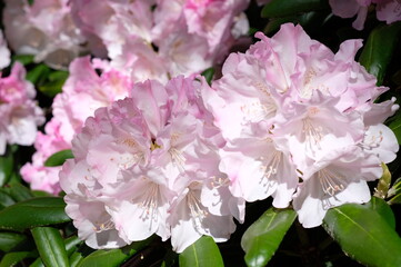 Rhododendron