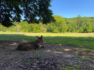 Donkey Resting in a Shady Field
