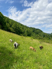 Goats Grazing on a Green Hillside