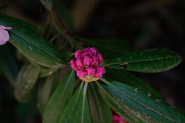 Rhododendron