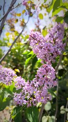 Obraz premium pink lilac flowers