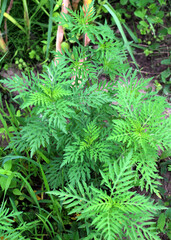 Ambrosia (Ambrosia artemisiifolia) grows in nature