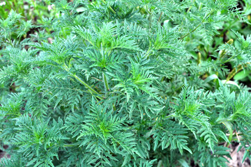 Ambrosia (Ambrosia artemisiifolia) grows in nature