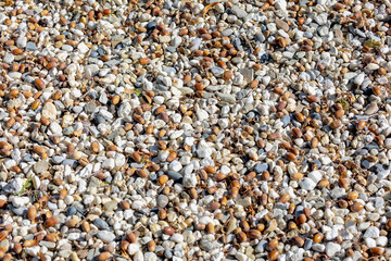 Selective focus of white pebbles and dried brown acorn fallen on the ground, White grey gravel and oaknut surface, Natural stone floor in the garden, Rock material texture, Abstract nature background.