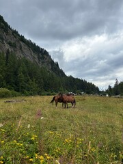 horse in the mountains