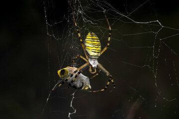 spider on the web