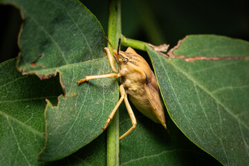 green leaf beetle © Marcin