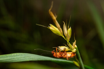 bee on a flower