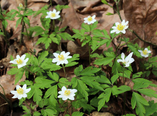 In the wild bloom early spring perennial plant Anemone nemorosa