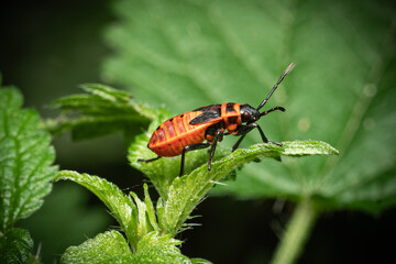 colorado potato beetle