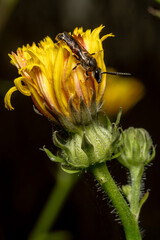 bee on flower © Marcin