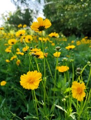 yellow flowers in the garden