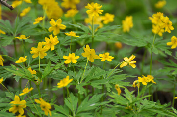 Spring in the forest blooms anemone yellow (Anemone ranunculoides).