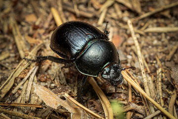 colorado potato beetle