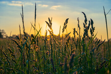 wheat field at sunset
