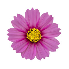 Vibrant pink cosmos flower with delicate petals and bright yellow center, perfect for spring design.