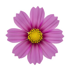 Vibrant pink cosmos flower with delicate petals and bright yellow center detail