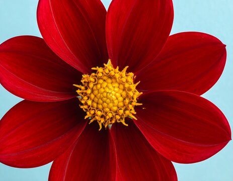 Close-up of a vibrant red dahlia flower, showcasing intricate details of the petals and a bright yellow center.