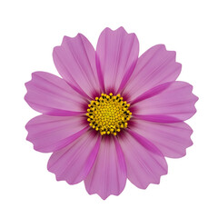 Delicate pink cosmos flower with vibrant yellow center blooming beautifully in nature