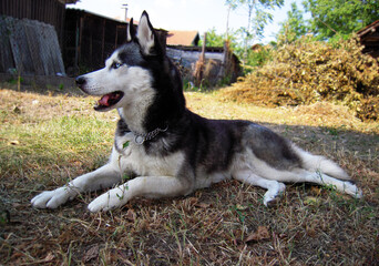 Gray and white Siberian Husky with piercing blue eyes lies on dry grass in a rustic backyard, looking alert and relaxed under natural daylight, wearing a chain collar.