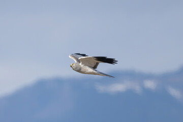 飛翔するハイイロチュウヒ