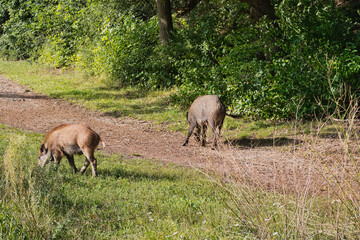 a herd of wild boars in the Cybina valley under a large oak tree eating acorns that have fallen from the tree
