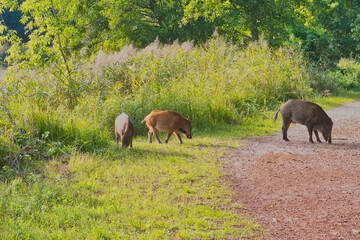 a herd of wild boars in the Cybina valley under a large oak tree eating acorns that have fallen from the tree