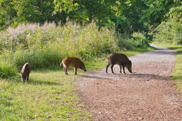 a herd of wild boars in the Cybina valley under a large oak tree eating acorns that have fallen from the tree