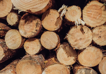 Stacks of thick pine logs cut and piled, raw timber for construction, industry and woodworking concepts