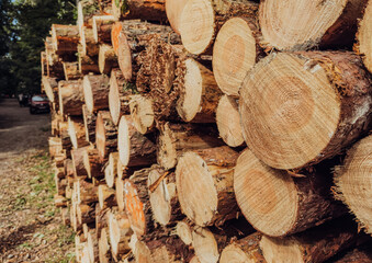 Piles of thick pine logs stacked outdoors, natural wood background for forestry and eco energy themes
