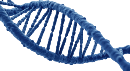 The Core Of Every Organism Isolated on Transparent PNG Background.