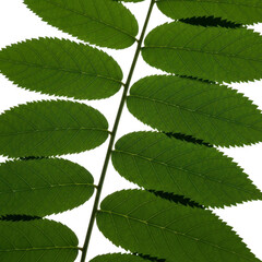 Closeup of green rowan tree leaves isolated on transparent background