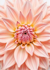 Fototapeta premium Vibrant pink dahlia flower with layered petals against white background 