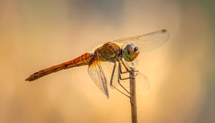 A detailed close-up of a dragonfly resting on a blade of grass, bathed in warm, golden sunlight.