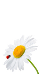 Close-up of a daisy flower with a yellow center and white petals, with a red ladybug crawling on it. Isolated on white background, symbol of summer, purity and nature. © Miramiska