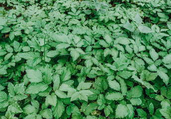 Green forest ground cover with fresh leaves creating natural texture and lush woodland background