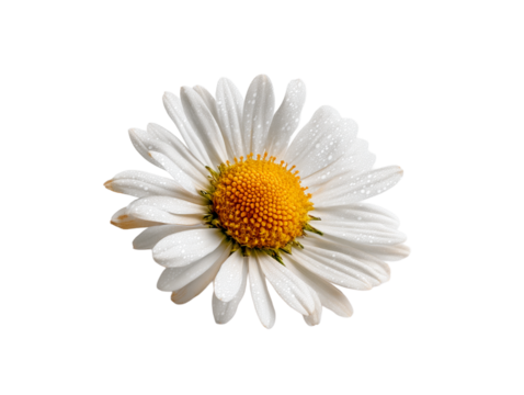Daisy with dew drops glistening under soft light in a minimalistic setting