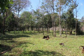 Jungle landscape and rain forests in the Amazon jungle of Argentina