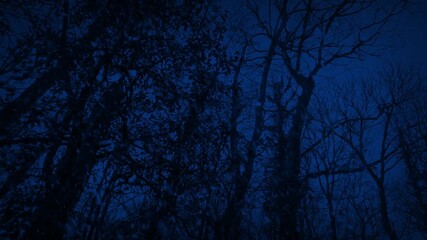 Snow Falls On Forest Looking Up POV At Night
 - Powered by Adobe
